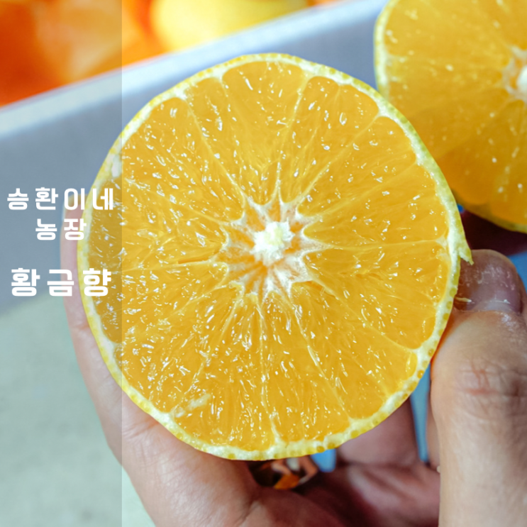  제주도 황금향 제철 택배는 승환이네 농장에서 Ft. 황금향 귤 비교