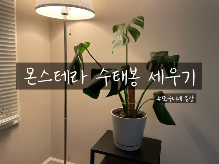  몬스테라 키우기, 몬스테라 수태봉 세우기