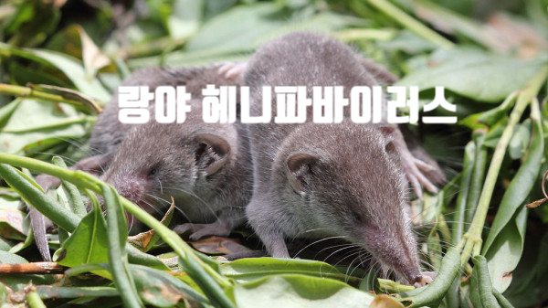 랑야 헤니파바이러스 신종감염병 증상 원인 호흡기전염 한국 유입가능 낮아 믿어도 돼 랑야 헤니파바이러스 신종감염병 증상 원인 호흡기전염 한국 유입가능 낮아 믿어도 돼