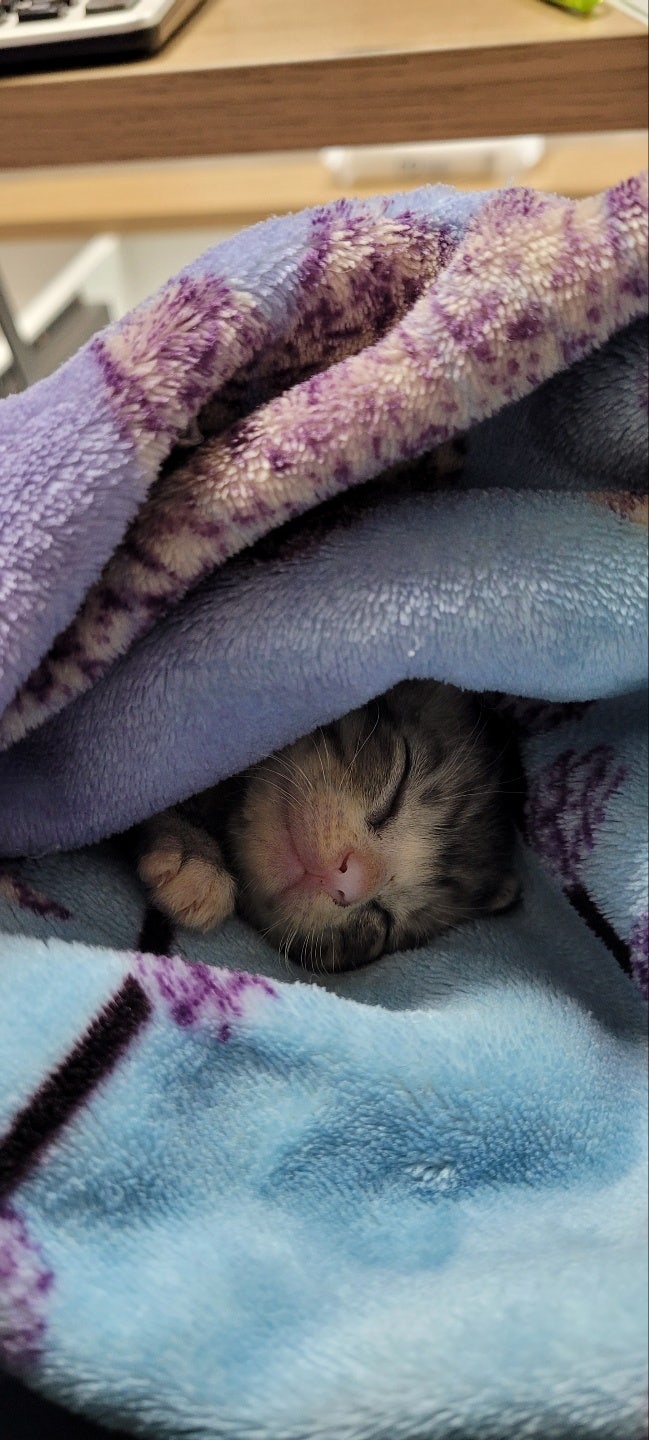  (완료) 아가냥이 2마리 분양합니다.