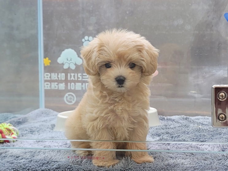  매일 행복한 멍멍 :) 천안성정동,두정동강아지분양