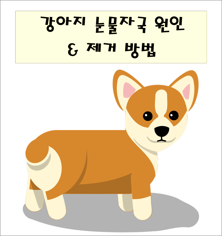 강아지 눈물자국 없애는 방법 (광고X)