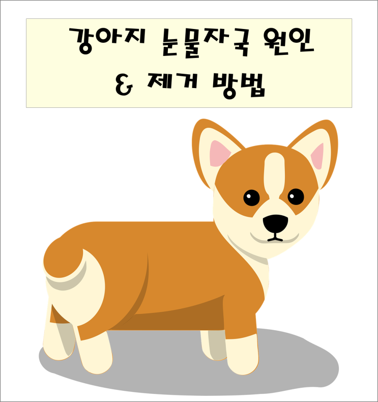  강아지 눈물자국 없애는 방법 (광고X)