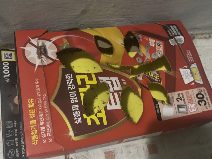  하수구 식물 화분 날파리 초파리 뿌리파리 퇴치