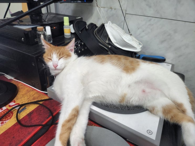 잠자는 산순이 사진 모음 잠자는 산순이 사진 모음