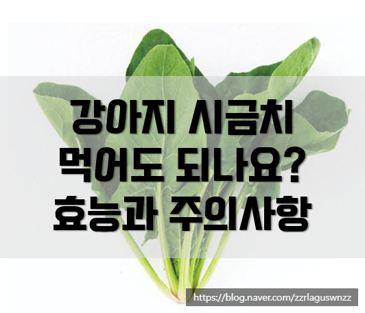  강아지 시금치 먹어도 되는 채소인가요?(효능 및 주의사항까지)
