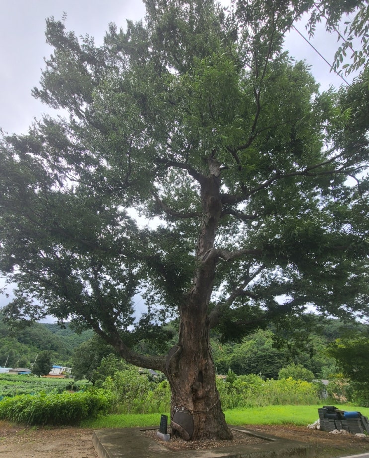 진안 여행, 진안 주천면 봉소마을 느티나무(보호수)