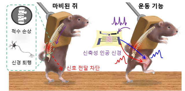  척수 손상 쥐, 인공 신경 달자 런닝머신 위를 걷다.