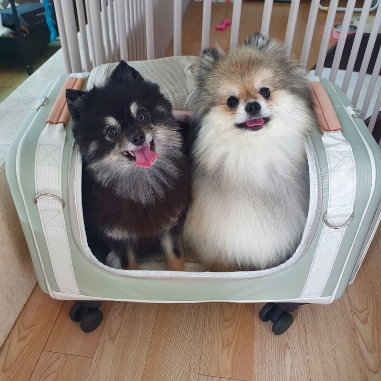  도고면 애견 물놀이 운동장 훈련 셀프목욕 모두 가능한 에덴도그파크