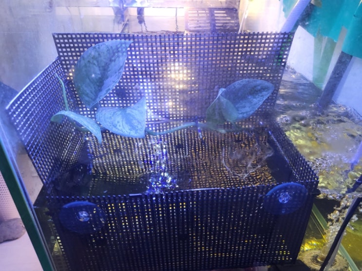 스킨답서스 거북이 수조에서 수경으로키우기!(거북이랑 식물이랑!) 스킨답서스 거북이 수조에서 수경으로키우기!(거북이랑 식물이랑!)