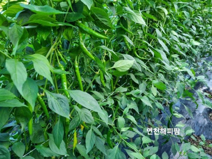  노지 청양고추 비료주기 고추수확