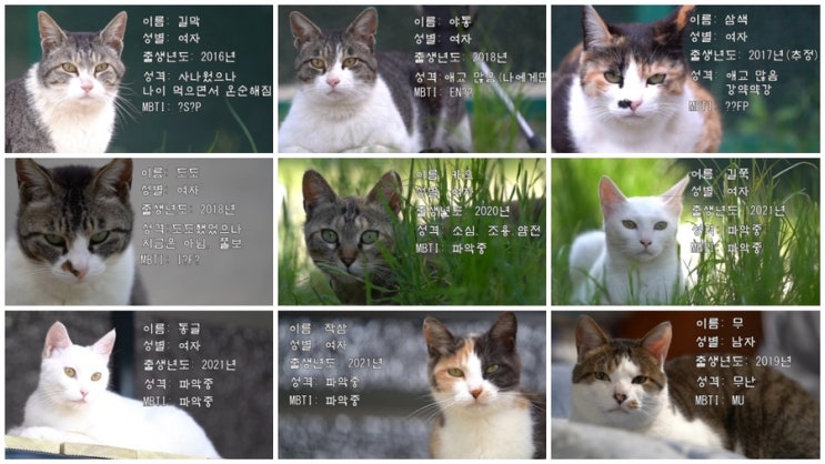  [ 재밌는테스트 / 심리테스트 ] 하하하 나는 어떤 양어장 고양이 일까? 그 냥이 알고싶다! ( hahaha, 야통이, 무, 삼색이 mbti, 냥bti, 하하하굿즈 )