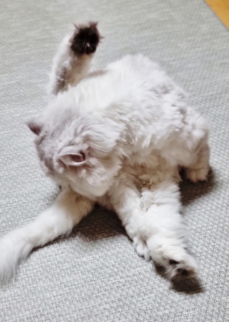  그루밍 안 하는  고양이, 그루밍 안 하는 이유