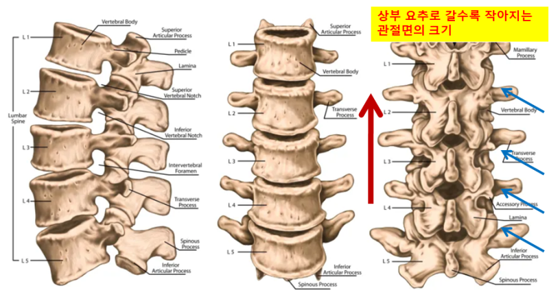 양방향 척추내시경 증례 (요추 제1-2번간 우측 추간판수핵탈출증) : 네이버 블로그