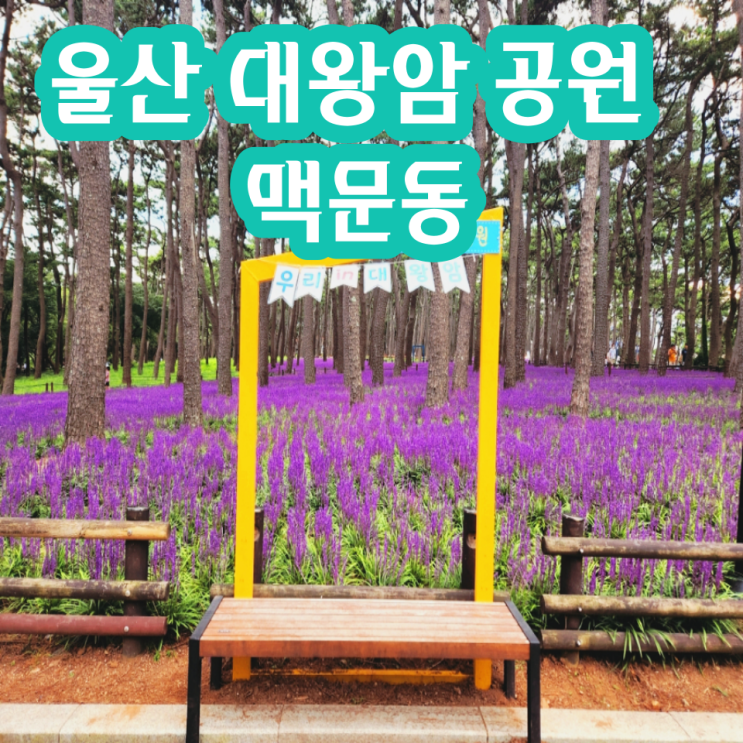  울산 대왕암 공원 맥문동