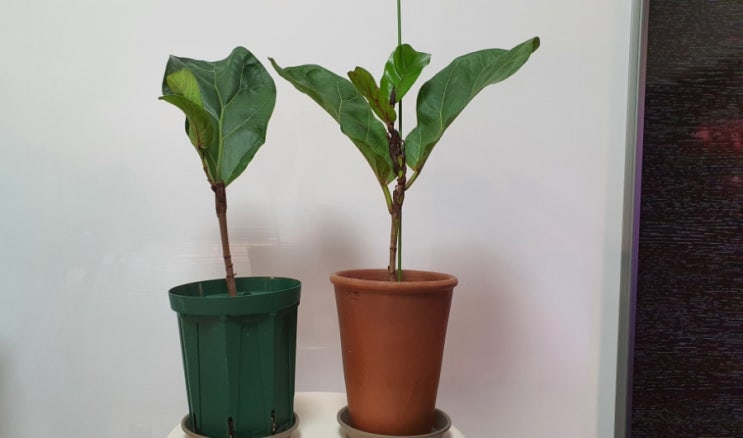  떡갈고무나무 가지치기 후 삽목으로 번식 성공 나무키우기 How to Grow Fiddleleaf Fig