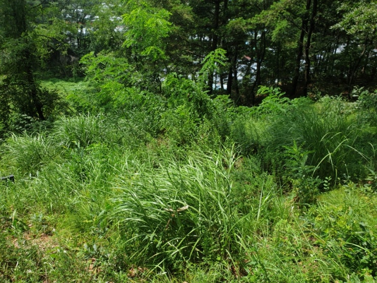  2022년 김천 봉산면벌초 김천벌초  벌초대행 추석벌초 고인돌장묘개발 #벌초대행 #벌초 #추석벌초 #김천벌초 #선산벌초 #구미벌초