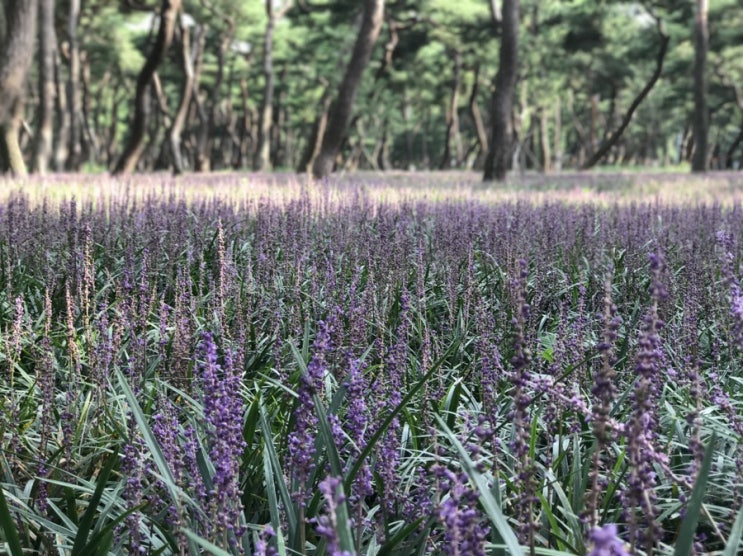  경주 여행 황성공원 계림 둘중에 어느곳이 맥문동이 더 잘 피었나