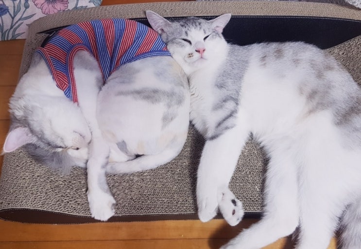  [냥이일기]고양이 합사! 고양이입양후기!!