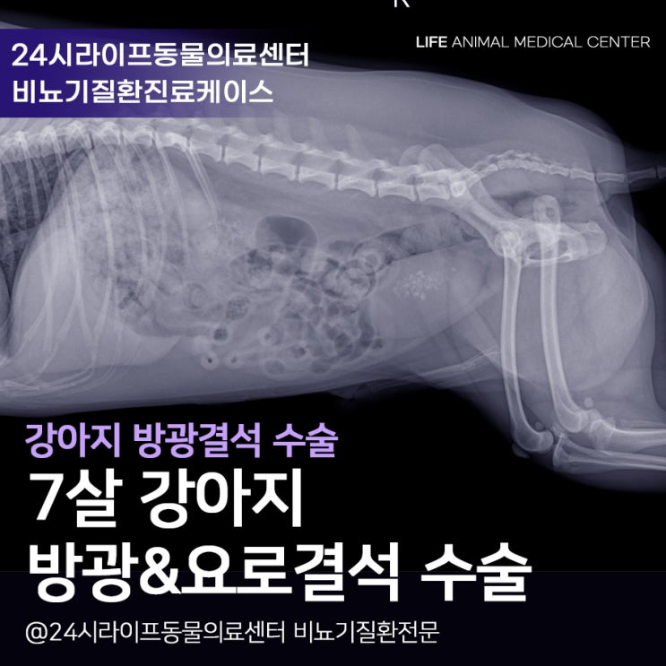 7살 강아지 요로결석 수술, 대구 강아지 방광결석 수술 후 재발방지법까지! 7살 강아지 요로결석 수술, 대구 강아지 방광결석 수술 후 재발방지법까지!