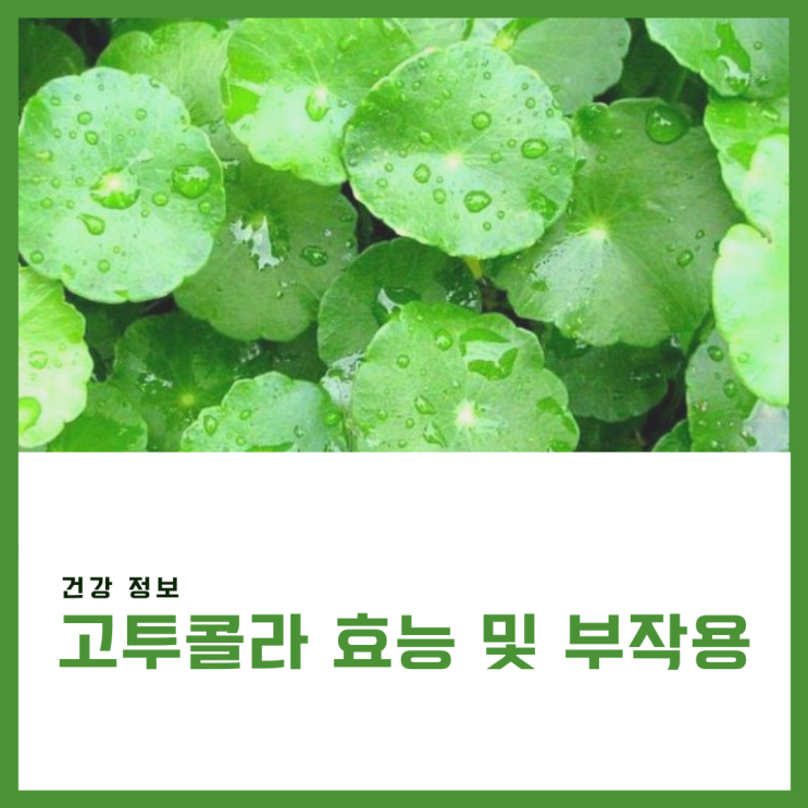  병풀추출물 고투콜라 효능 복용 후기