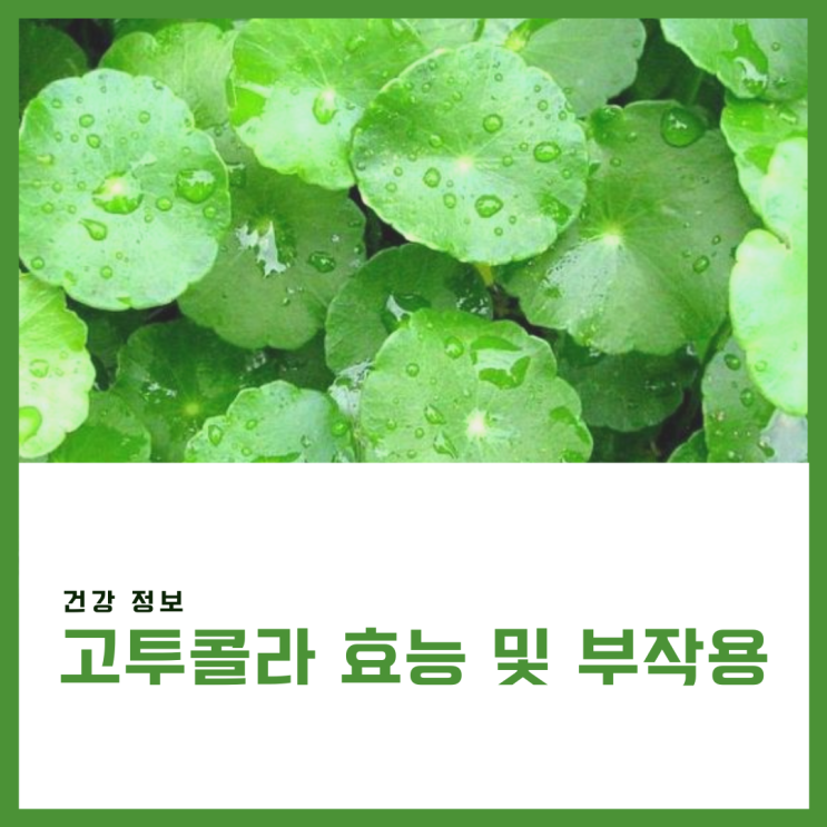 병풀추출물 고투콜라 효능 복용 후기