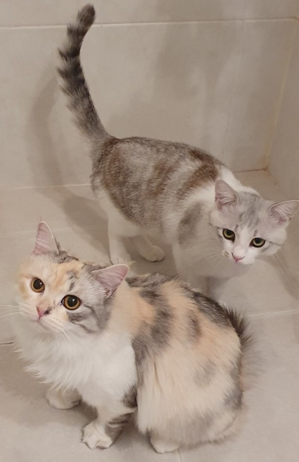  [냥이일기]고양이 입양! 입양할 결심!! 고양이 두마리 입양기록!!!