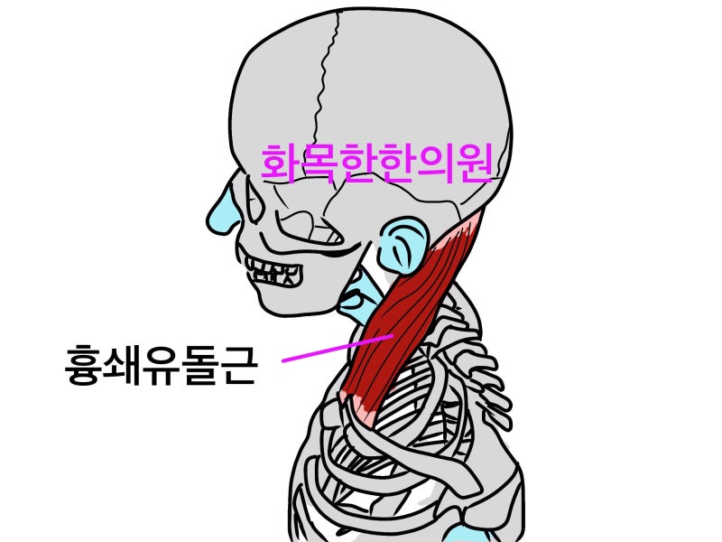 얼굴통증 어지럼증 두통 흉쇄유돌근 대전유성구한의원