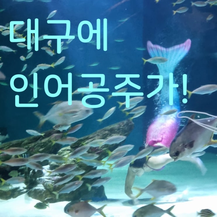  대구 아쿠아리움 인어공주 공연