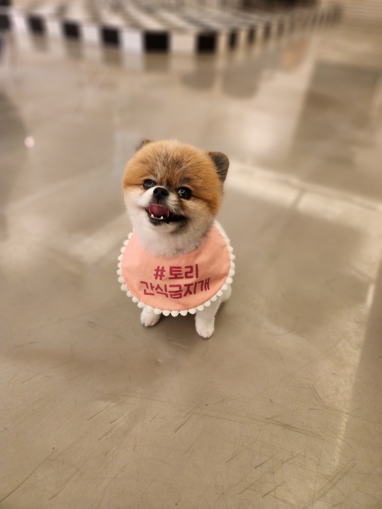 남양주 애견카페 포메라니안 토리 모찌가 있는 노이 카페 남양주 애견카페 포메라니안 토리 모찌가 있는 노이 카페