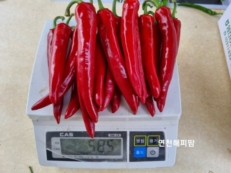  노지 청양고추 홍고추 수확