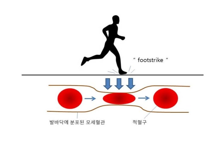  마라토너, 철분결핍증의 원인, 적혈구용혈(Erythrocyte Hemolysis), 위장관출혈, 땀분비
