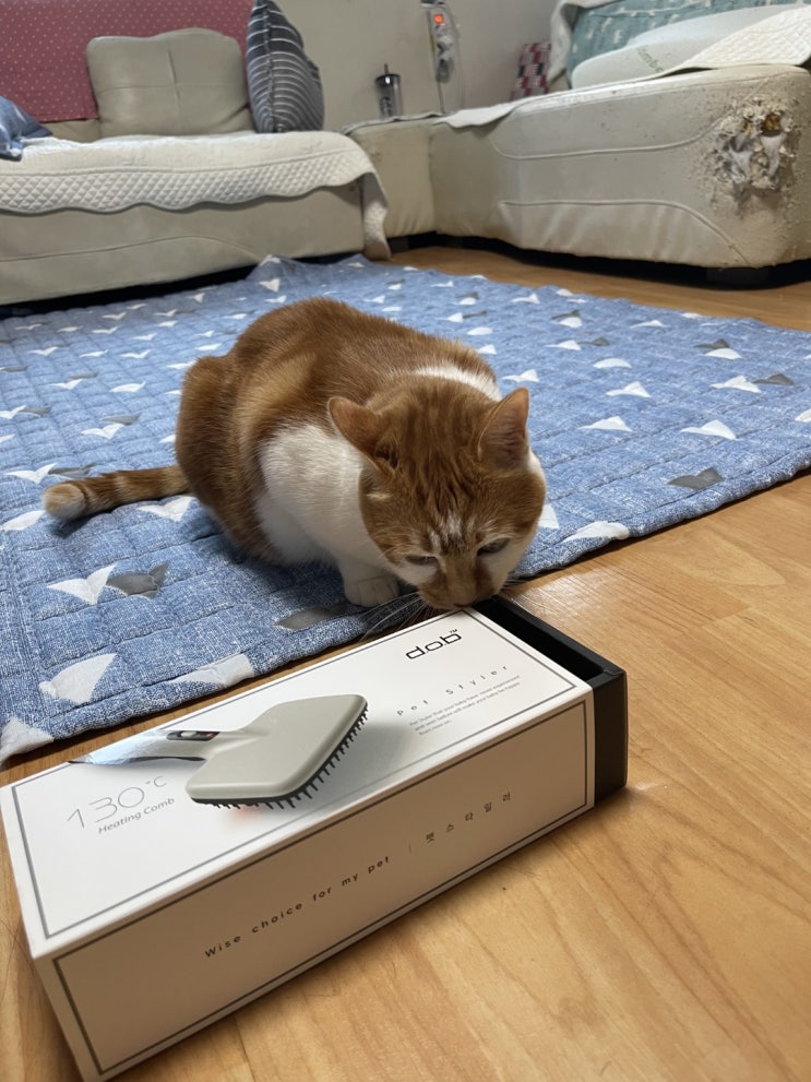  고양이 피부염 예방 간단한 빗질부터