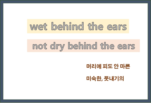  Wet behind the ears 뜻과 유래, 머리에 피도 안 마른 영어 표현