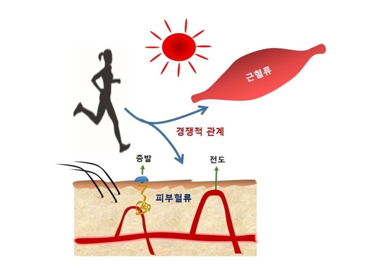  더운 날 운동, 열사병(heat stroke) 예방과 수분섭취 방법