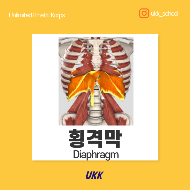  횡격막 Diaphragm