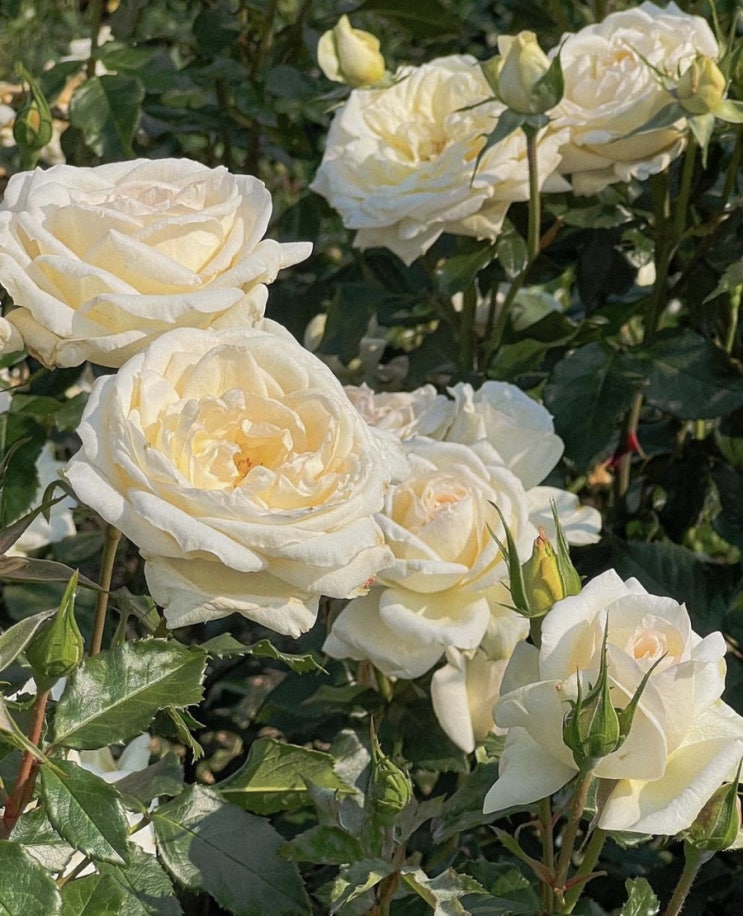  Rose