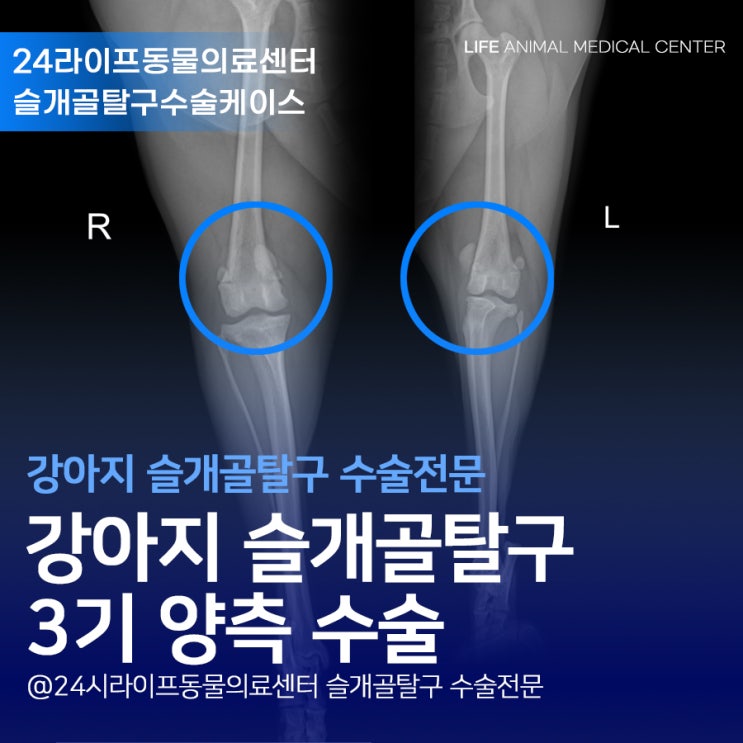 대구강아지슬개골수술 양측 3기 : 강아지가 다리를 삐끗 하고 절어요