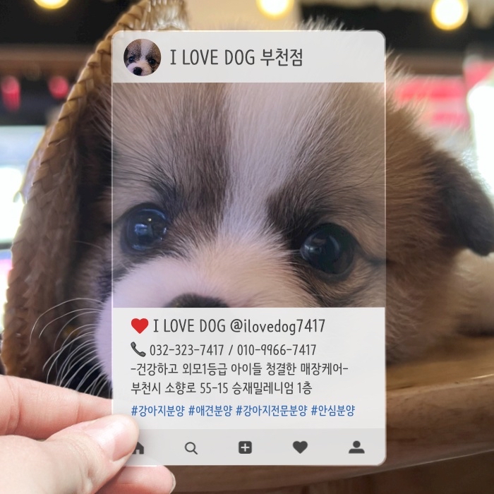  강아지분양/안심하고 이쁘고 건강한아이 분양받게 되었어요~~^^
