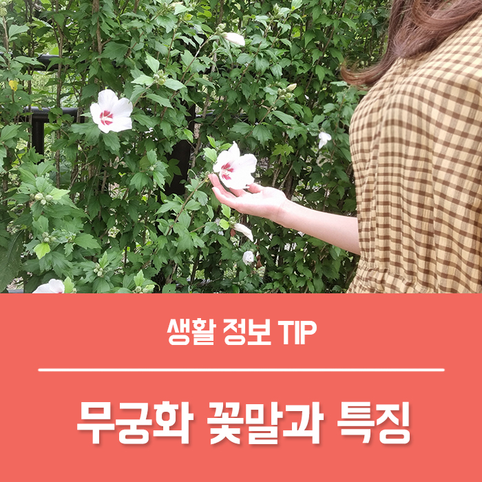  여름꽃 무궁화 꽃말 덴마크 (하와이) 무궁화 차이