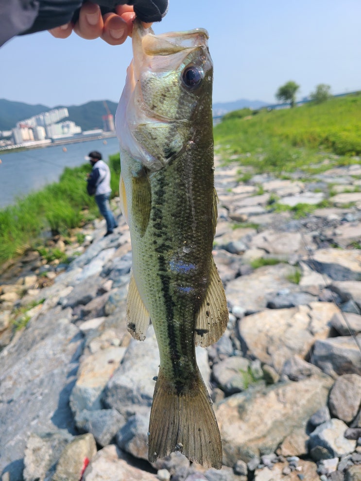  부산 대저생태공원 배스포인트