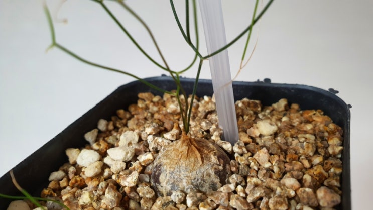  식물기르기 드리미아 인트리카타 키우기 아프리카농장표 How to Grow Drimia Intricata
