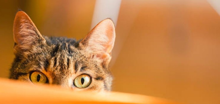 고양이 귀진드기 증상과 치료, 예방방법