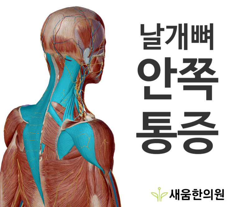 등 날개뼈 통증,등 통증, 날개뼈 안쪽이 아파요[영통역새움한의원]