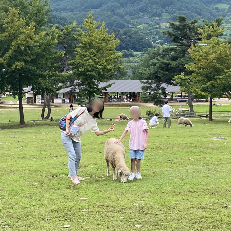  춘천여행 춘천가볼만한곳 : 해피초원목장 (Ft. 동물 먹이주기, 양 방목장, 유격훈련)