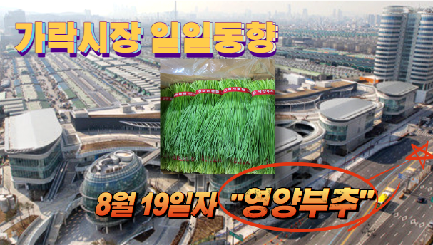  [경매사 일일보고] 가락시장 8월 19일자 "영양부추" 경매동향을 살펴보겠습니다!