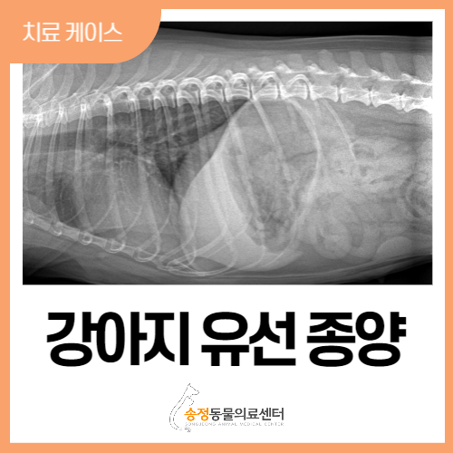  노령견 유선종양 수술, 강아지 가슴에 혹이 만져질 때,간으로 전이된 상황(경기광주 송정 동물병원)