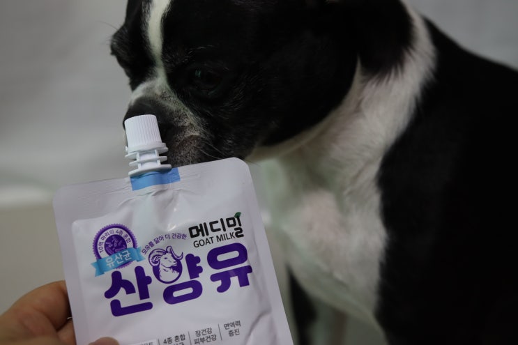  강아지 우유 영양간식으로 산책후 산양유 챙겨주기