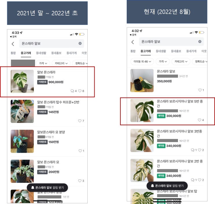  몬스테라 알보 가격 하락 중입니다. 식테크는 신중하게!