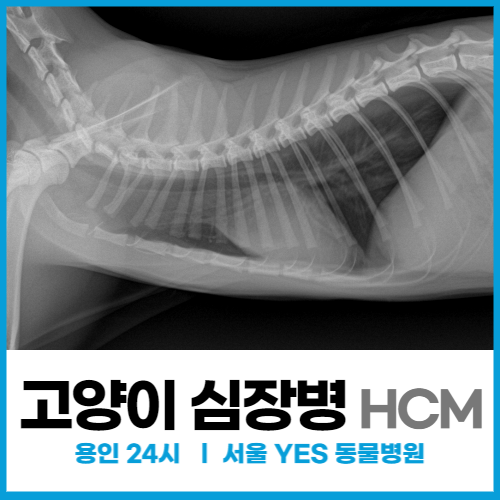  고양이 뒷다리 잘 못 쓸 때, 고양이 발이 차가울 때 의심할 수 있는 심장병, 고양이 비대성심근병증(HCM)(용인 분당 24시 동물병원)